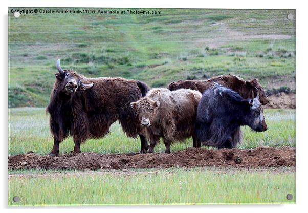  Yaks Acrylic by Carole-Anne Fooks