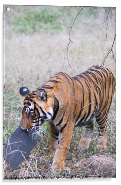 Young Bengal Tiger Acrylic by Carole-Anne Fooks