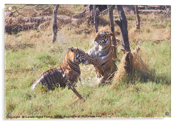 Bengal Tigers Sparring Acrylic by Carole-Anne Fooks
