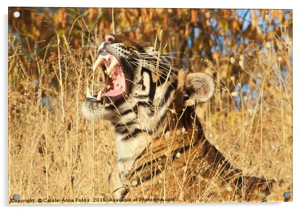 Yawn: Sub-Adult Male Bengal Tiger Acrylic by Carole-Anne Fooks