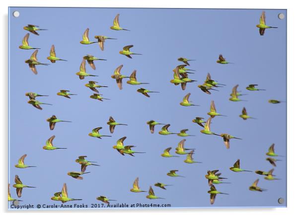 Budgerigars Acrylic by Carole-Anne Fooks