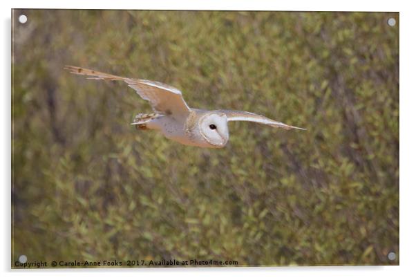 Barn Owl in Flight Acrylic by Carole-Anne Fooks