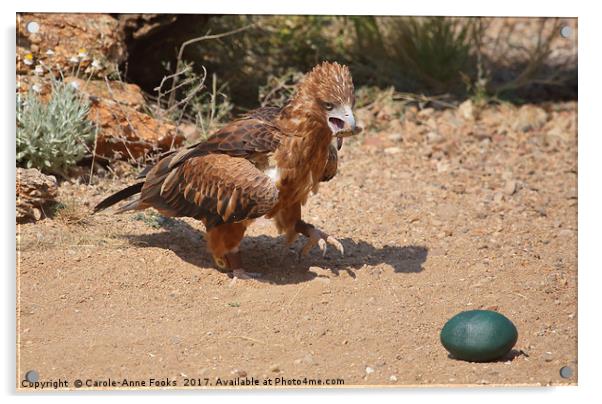 Black-breasted Buzzard About to Attack an Egg Acrylic by Carole-Anne Fooks