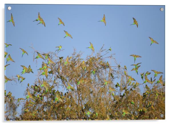Budgies Landing and Leaving. Acrylic by Carole-Anne Fooks