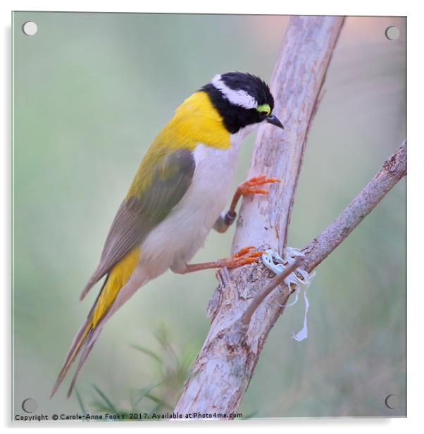 Black-chinned Honeyeater Acrylic by Carole-Anne Fooks