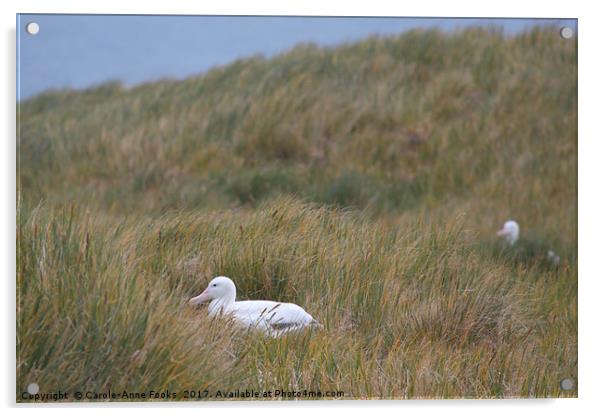 Wandering Albatross Nesting Acrylic by Carole-Anne Fooks