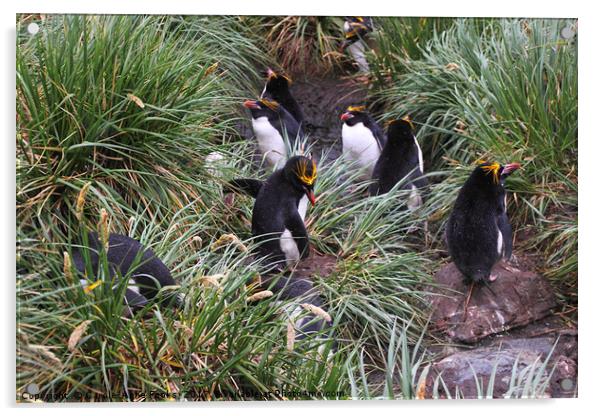 Macaroni Penguins in Their Rookery Acrylic by Carole-Anne Fooks