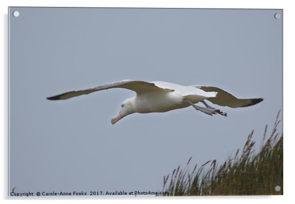 Wandering Albatross Taking Off Acrylic by Carole-Anne Fooks