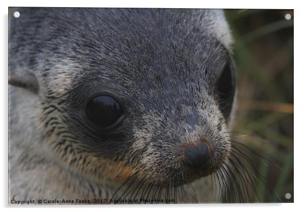 Antarctic Fur Seal Portrait Acrylic by Carole-Anne Fooks