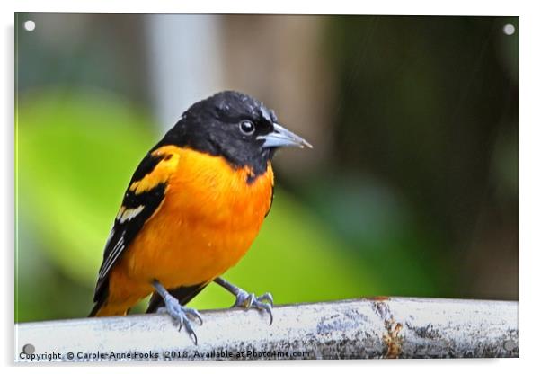 Baltimore Oriole Acrylic by Carole-Anne Fooks