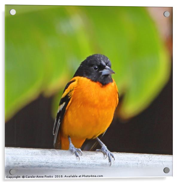 Baltimore Oriole Acrylic by Carole-Anne Fooks
