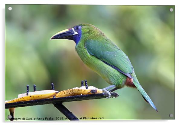 Blue-throated Toucanet Acrylic by Carole-Anne Fooks