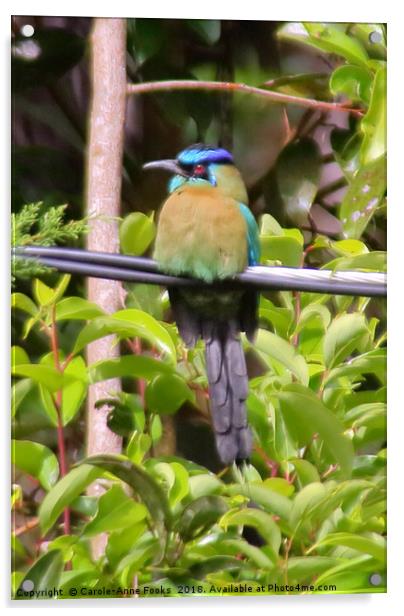Blue-crowned Motmot Acrylic by Carole-Anne Fooks