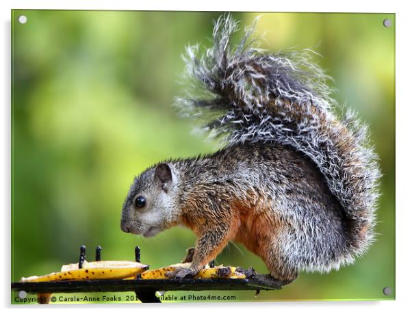 Variegated Squirrel Acrylic by Carole-Anne Fooks