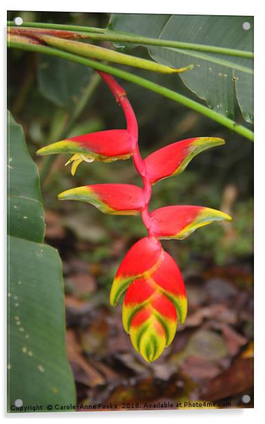 An Exotic Heliconia  Acrylic by Carole-Anne Fooks