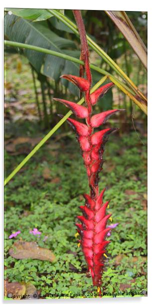 An Exotic Heliconia    Acrylic by Carole-Anne Fooks