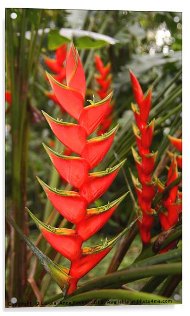 An Exotic Heliconia    Acrylic by Carole-Anne Fooks