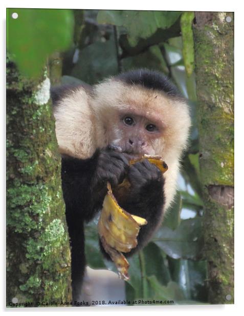 White-faced Capuchin Acrylic by Carole-Anne Fooks