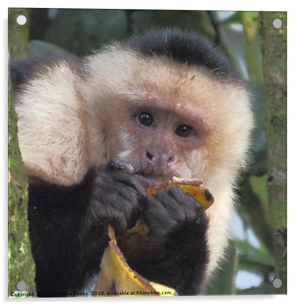 White-faced Capuchin Portrait Acrylic by Carole-Anne Fooks