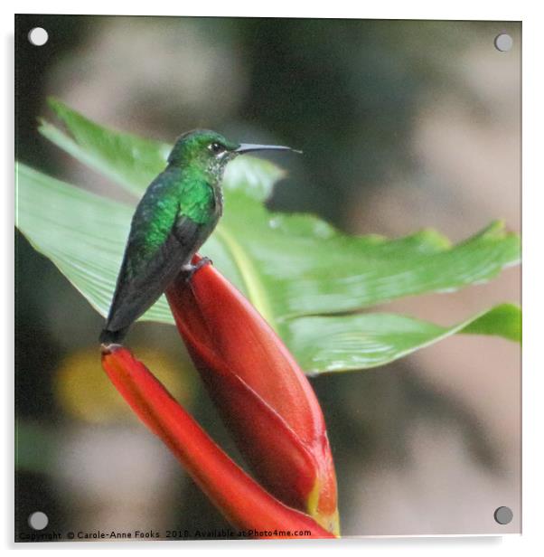 Scaly-breasted Hummingbird  Acrylic by Carole-Anne Fooks