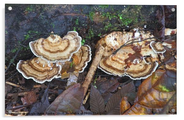 Bracket Fungus Acrylic by Carole-Anne Fooks