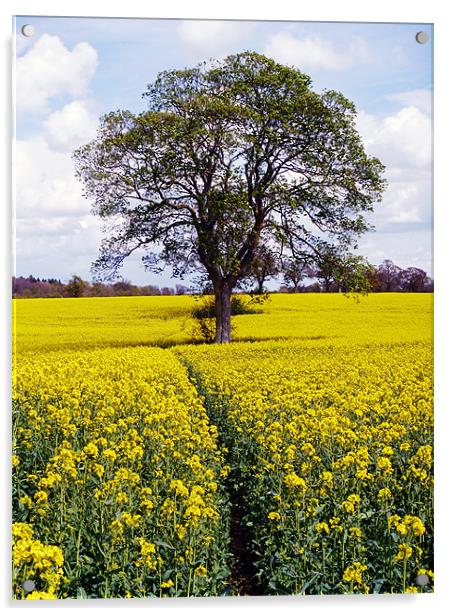 Tree in Rape Seed Field Acrylic by Richard Ashton