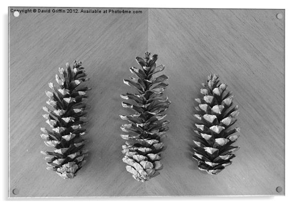Pine Cones Acrylic by David Griffin