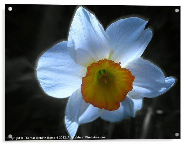 Spring White Daffodil Acrylic by Thomas Dentith Barnard
