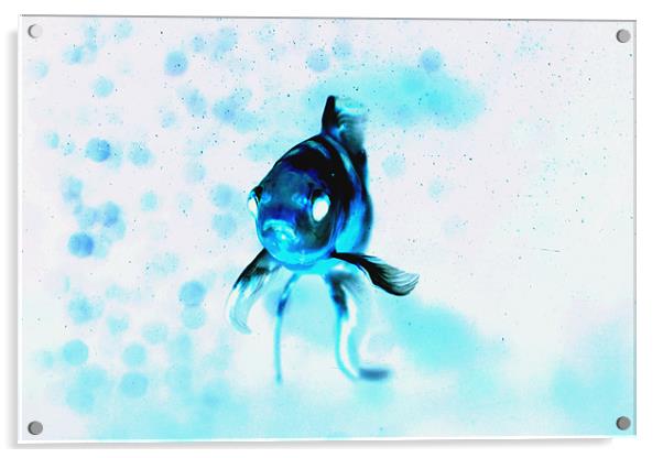 Bluestream Goldfish Acrylic by Thomas Dentith Barnard
