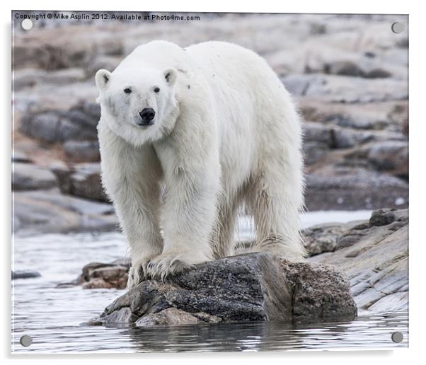 Hungry Polar Bear on Rock Acrylic by Mike Asplin