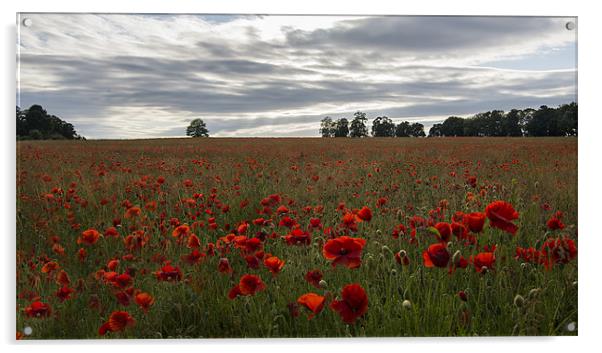 Poppy Field Acrylic by Dave Wragg