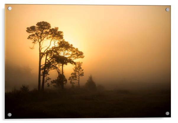 Misty Sunrise Acrylic by Dave Wragg