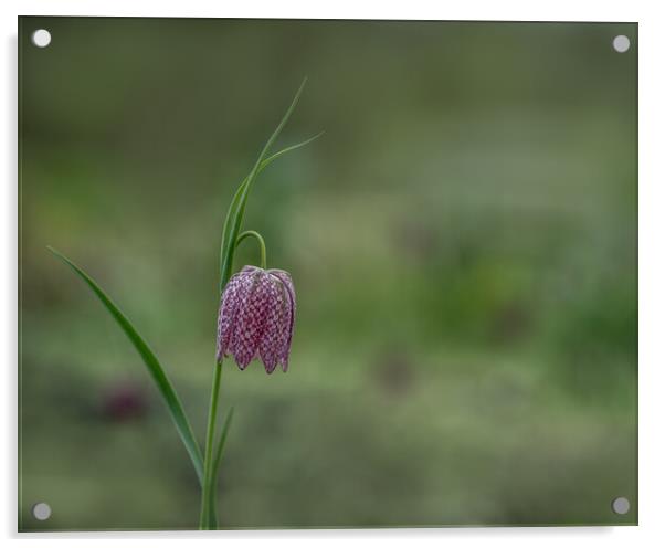 The Striking Beauty of Snakes Head Fritillary Acrylic by Pam Sargeant