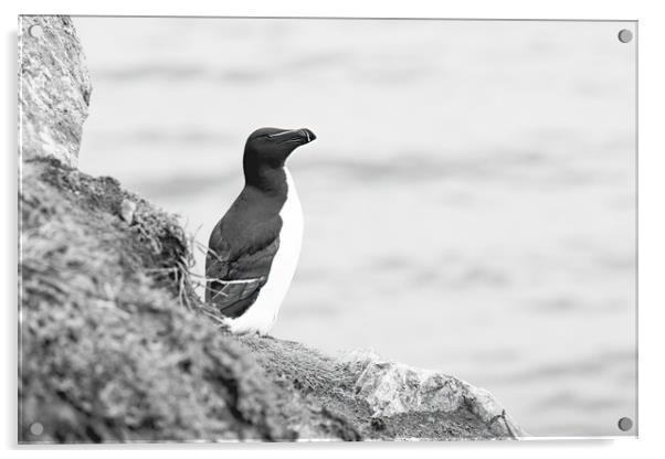 Solitary Razorbill Acrylic by Pam Sargeant