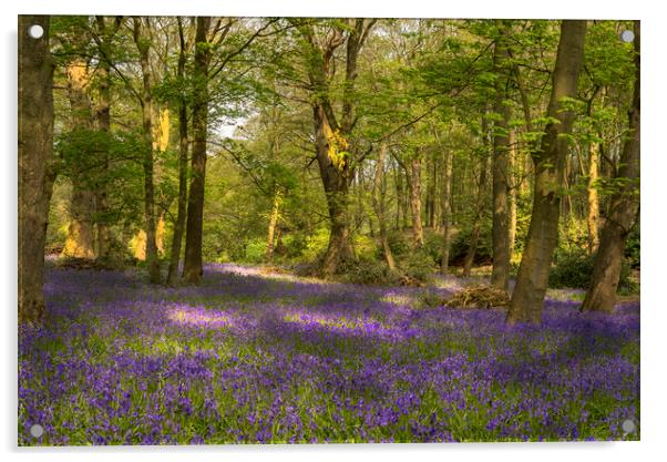 Bluebell Woods Acrylic by Pam Sargeant