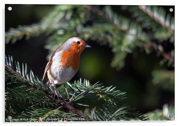 Robin red breast Acrylic by Rob Lester