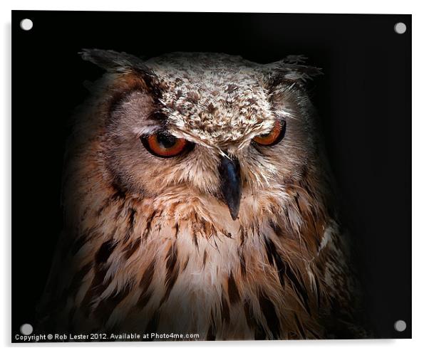 Eagle owl Acrylic by Rob Lester