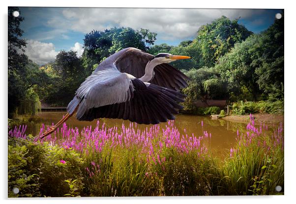  A heron Flies Acrylic by Rob Lester