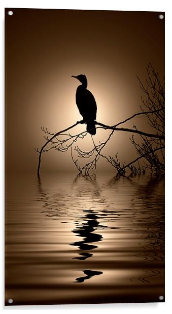 Cormorant sunrise Acrylic by Rob Lester