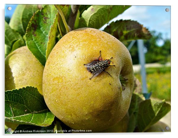 Fly resting on an apple Acrylic by Andrew Rickinson