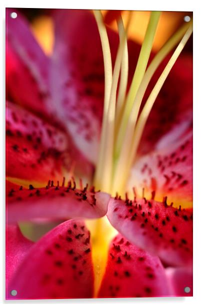 Pink Lily Lilium Herbaceous Flowering Plants Acrylic by Andy Evans Photos