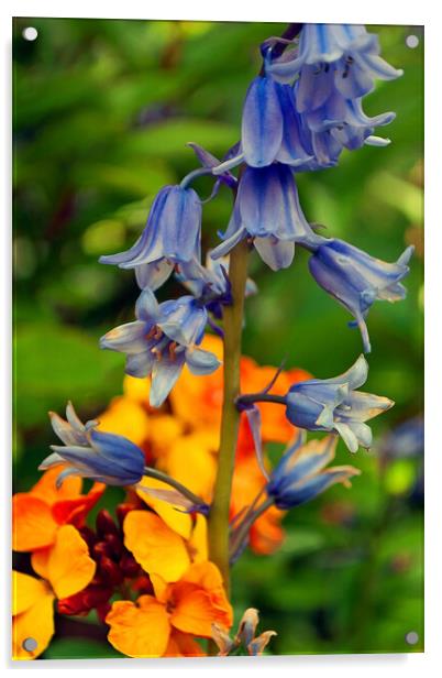 Bluebells Bluebell Spring Flowers Acrylic by Andy Evans Photos