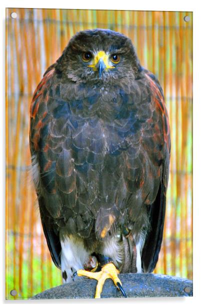 Harris Hawk Bird Of Prey Acrylic by Andy Evans Photos