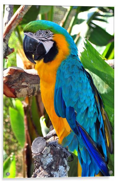 Macaw Parrot Yellow And Blue Bird Acrylic by Andy Evans Photos