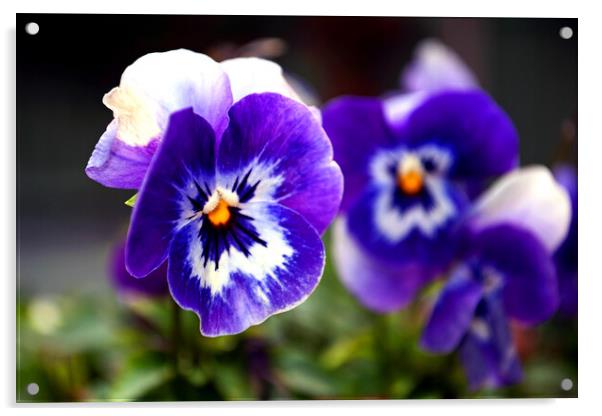 Blue Pansy Pansies Violas Summer Flowers Acrylic by Andy Evans Photos