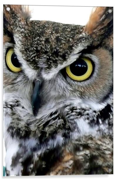 Great Horned Owl Bird Of Prey Acrylic by Andy Evans Photos