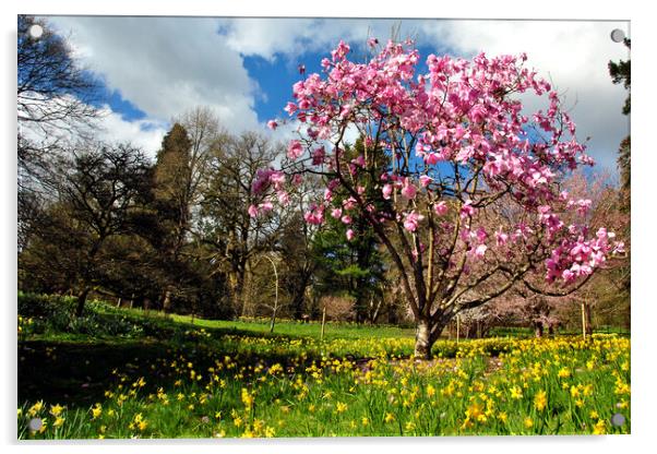 Magnolia Tree Batsford Arboretum Cotswolds UK Acrylic by Andy Evans Photos