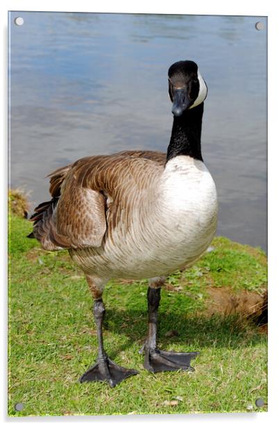 Graceful Canada Geese Acrylic by Andy Evans Photos