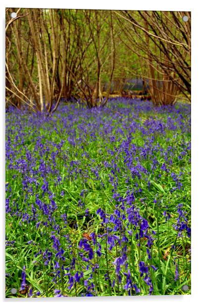 Enchanting Bluebell Woods Immersed in Berkshire Be Acrylic by Andy Evans Photos