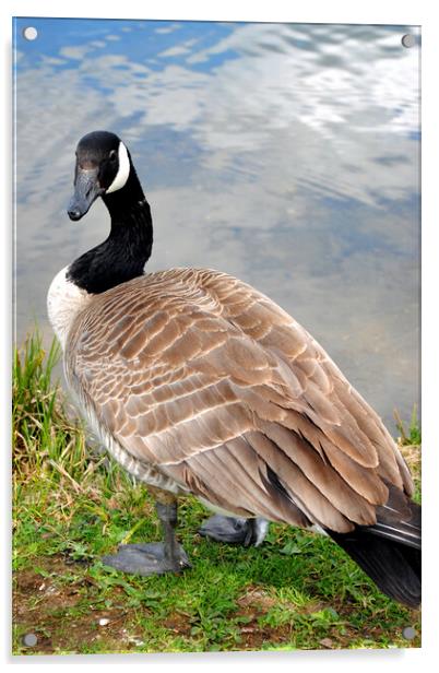 Iconic Canadian Geese: Nature's Elegance Acrylic by Andy Evans Photos